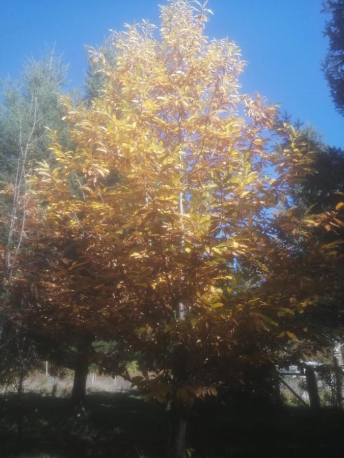 Cabana May Pao, Para 3 En Melipeuco Cerca Del Parque Nacional Conguillio Dış mekan fotoğraf