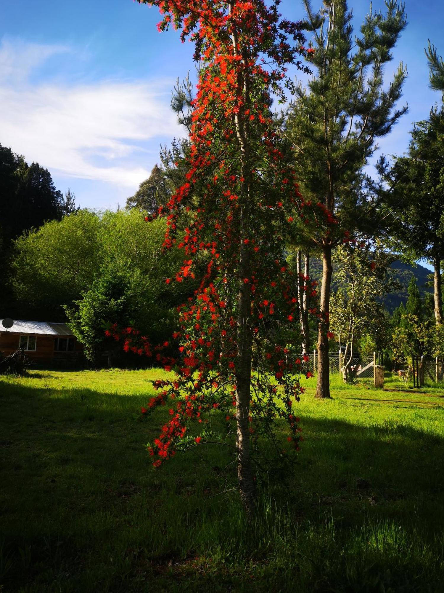 Cabana May Pao, Para 3 En Melipeuco Cerca Del Parque Nacional Conguillio Dış mekan fotoğraf